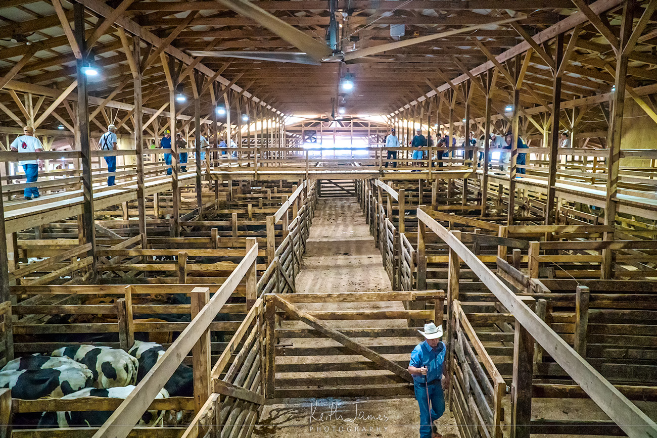 Shipshewana Livestock Auction Barn